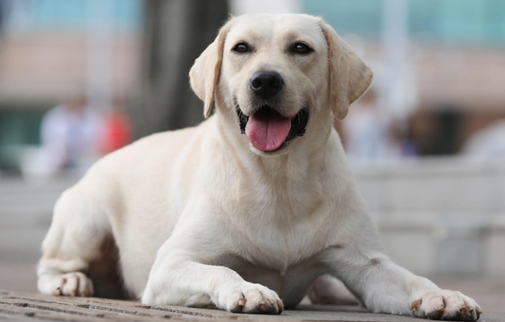 纯种拉布拉多犬价格 根据很多不同因素决定