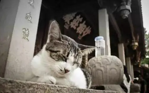 猫咪学人在寺里祈祷,模样真是可爱极了! 猫咪学人在寺里祈祷,模样真是可爱极了!