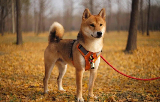 适合家养的小型犬品种推荐 适合家养的小型犬品种推荐