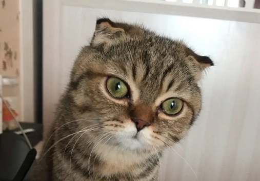 如何选折耳猫?确认尾巴的弹性 如何选折耳猫?确认尾巴的弹性