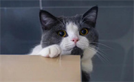 守灵有猫出现会怎样