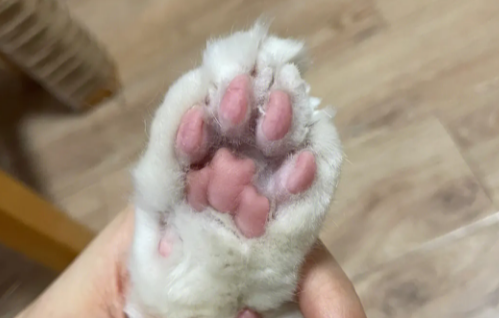 小猫的脚毛用不用剃 小猫的脚毛用不用剃