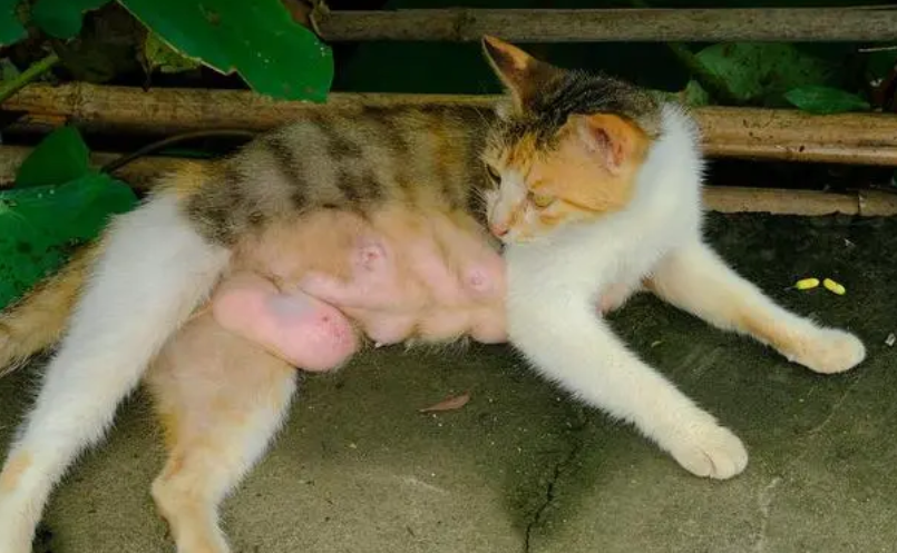 母猫产后热症状