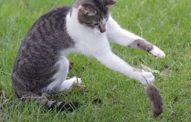 猫抓老鼠叫声驱鼠