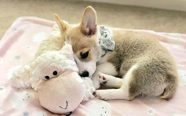 我和我家的狗狗相处