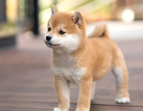 小体型柴犬学名可爱别称 小体型柴犬学名可爱别称