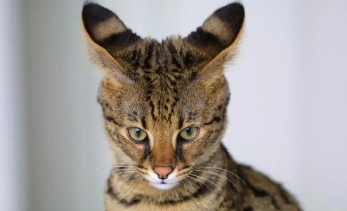 土豪宠物身价吓死人 小小虫子也要五十万? 土豪宠物身价吓死人 小小虫子也要五十万?