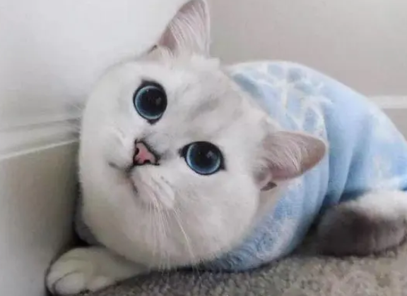 小猫品种大全图片名字 小猫品种大全图片名字