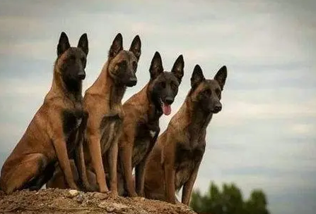 马犬要母的好还是公的 马犬要母的好还是公的
