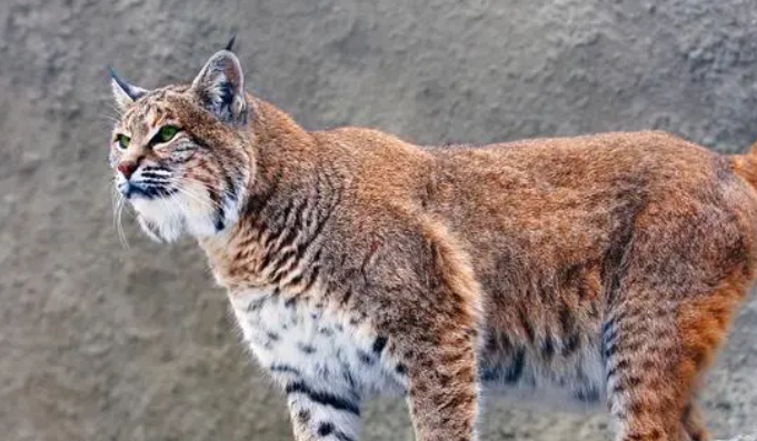 剩会把猫当同类吗
