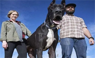 巨型犬有哪几种
