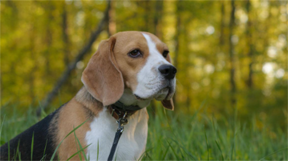 猎狐犬是比格犬吗