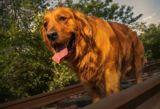适合家养的犬种?根据自己的喜好来选择 适合家养的犬种?根据自己的喜好来选择