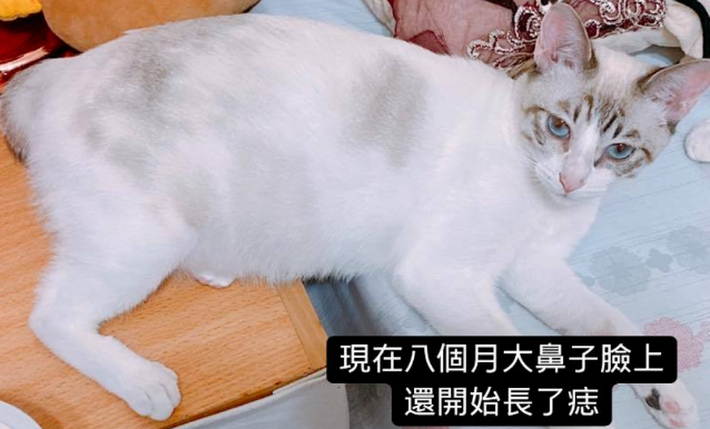 网友在路边捡到一只猫,一开始以为是白猫,几个月后开始变颜色...这确定没抱错猫? 网友在路边捡到一只猫,一开始以为是白猫,几个月后开始变颜色...这确定没抱错猫?