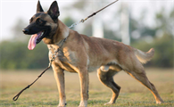 中国马犬和马里努阿犬的区别
