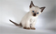 什么罗猫怎么读