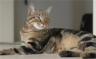 猫最长寿命能活多少年