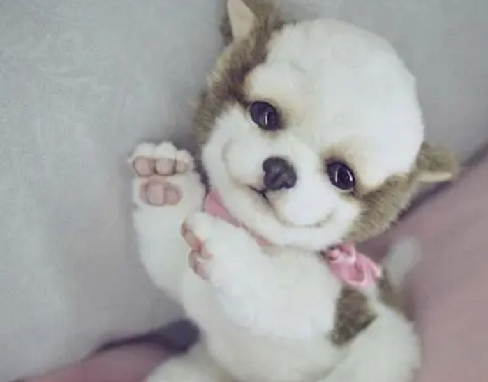 玩具贵宾犬和吉娃娃混血