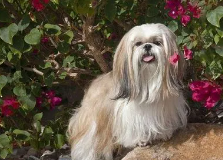 西施犬在国外受欢迎吗