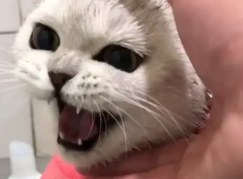 猫咪洗澡大叫,主人把生气当搞笑合上它的嘴,猫:你是魔鬼吗…… 猫咪洗澡大叫,主人把生气当搞笑合上它的嘴,猫:你是魔鬼吗……