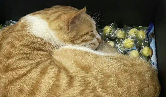 校园流浪猫在考研休息区的零食盒里睡觉，忍不住想带盒端走！
