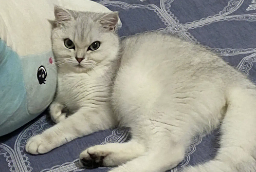 母猫迟迟不生崽的原因 母猫迟迟不生崽的原因