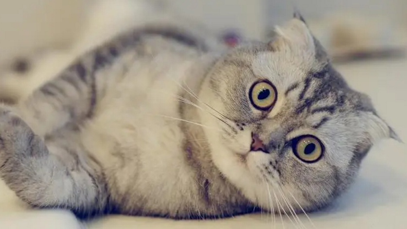 折耳猫的寿命 营养充足寿命更长 折耳猫的寿命 营养充足寿命更长