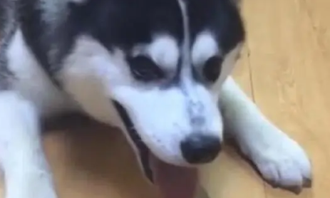 哈士奇护食不让主人碰,当主人拿出终极武器时,二哈立马认怂 哈士奇护食不让主人碰,当主人拿出终极武器时,二哈立马认怂