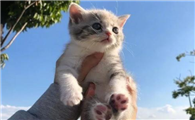 猫一直要你抱着是为什么