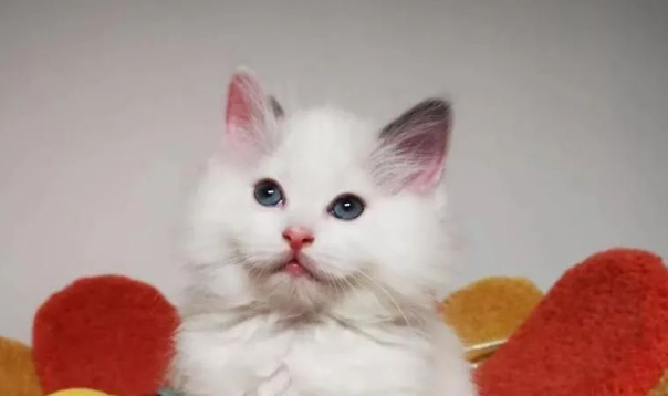 假扮爱心人士领养布偶猫,6天后竟被他虐成骨裂,舌头也被剪开! 假扮爱心人士领养布偶猫,6天后竟被他虐成骨裂,舌头也被剪开!