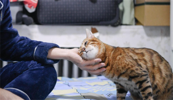 男不养猫的原因 男不养猫的原因