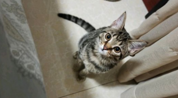 猫怎么洗澡 猫怎么洗澡