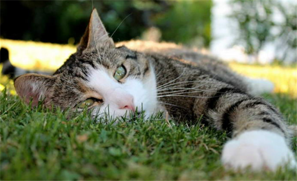 夏天上班猫咪怎么办