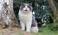 十种小型的猫品种
