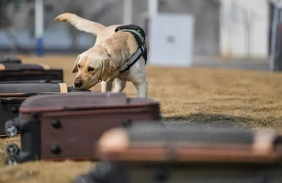 【知识分享】犬用于嗅探癌症等疾病的探索与研究进展综述 