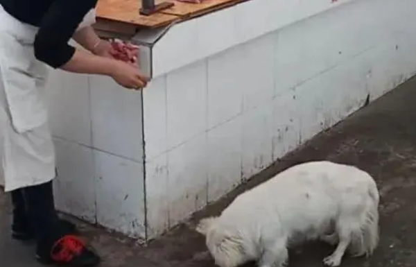肉摊阿姨因喂流浪狗遭排挤！只能搬到角落做生意：它们也是生命