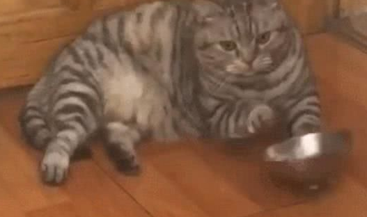猫咪想吃零食敲碗暗示主人，“你看着碗是不是缺了点小鱼干？”