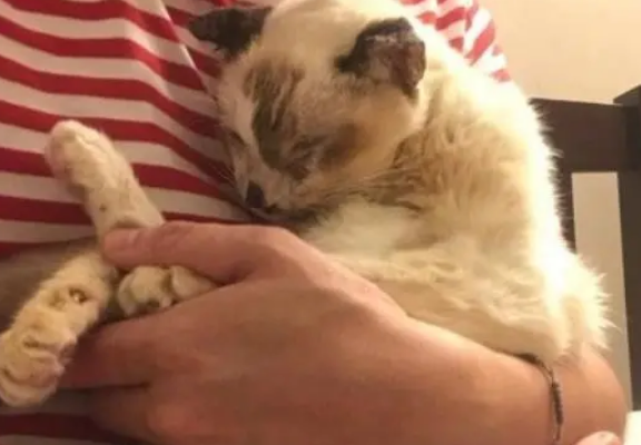 猫咪临终前不能动,主人含泪演奏歌曲,猫咪在主人的歌声中离去 猫咪临终前不能动,主人含泪演奏歌曲,猫咪在主人的歌声中离去