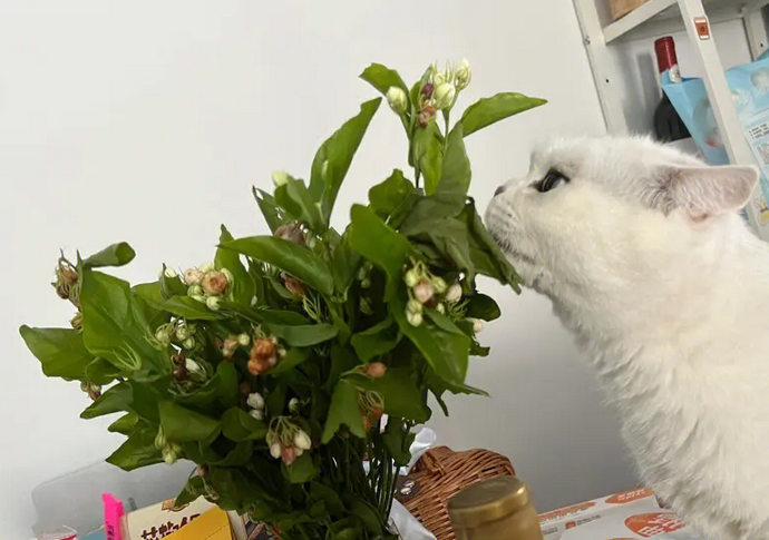 茉莉花对猫有毒吗 茉莉花对猫有毒吗