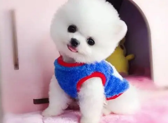 迷你狗品种茶杯犬 迷你狗品种茶杯犬