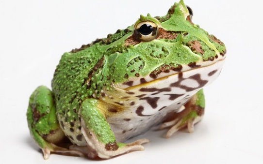 钟角蛙是什么动物？