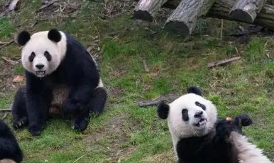 科普篇之大熊猫的生活环境和生活方式 科普篇之大熊猫的生活环境和生活方式
