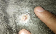 猫涨奶头长黑点怎么办