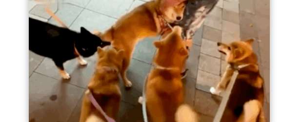 狗太多了好可怕!胆小柴犬路遇四条汪汪,竟吓到...... 狗太多了好可怕!胆小柴犬路遇四条汪汪,竟吓到......