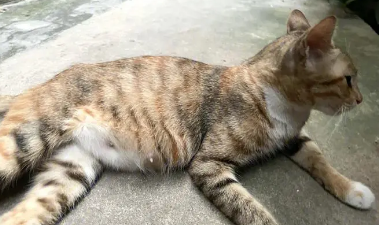 母猫怀孕多久可以看出来