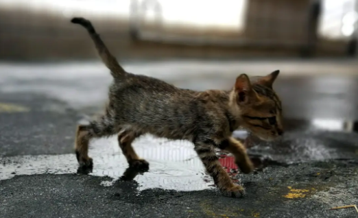 受伤流浪小猫重获新生,人宠和谐相处的重要性 受伤流浪小猫重获新生,人宠和谐相处的重要性