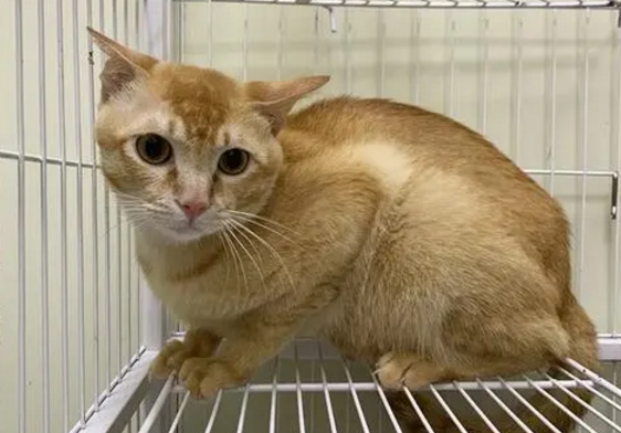 中华雀猫是保护动物么-宠物网