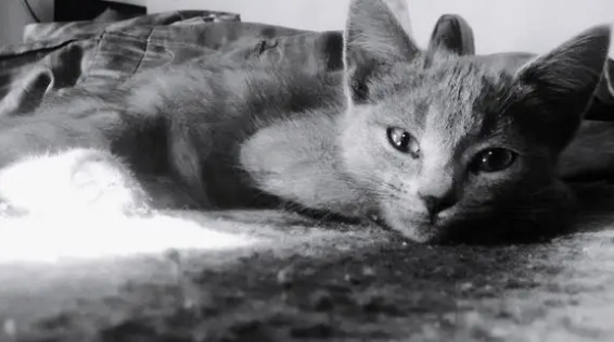 猫有九条命是真的吗