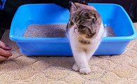 猫在门口拉屎风水问题