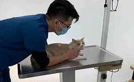 申普宠物医院总院地址
